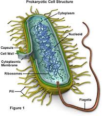 bacteria cell structure
