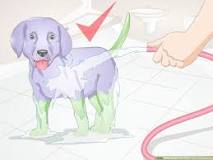 can-i-dye-my-dog-with-kool-aid