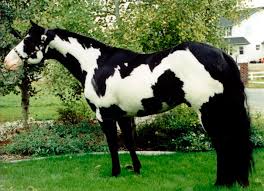 MDP Maxwell Smart aka Max. Black and white overo stallion. Grandson of Blue Max. (stunning horse!) | Horses, Most beautiful horses, Beautiful horses