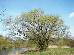 Salix alba - Wikipedia