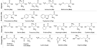 schematics of 20 standard amino acids