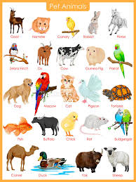 Chart Of Pet Animals Stock Vector Illustration Of Buffalo