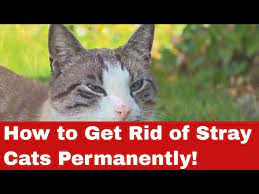 get rid of stray cats permanently