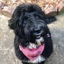 If you are unable to find your goldendoodle puppy in our puppy for sale or dog for sale sections, please consider looking thru thousands of goldendoodle dogs for adoption. Goldendoodle Puppies For Sale