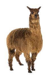 alpaca definition and meaning collins