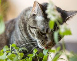 Some are mildly poisonous and some are fatal. Safe Plants For Cats And Dogs