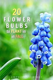 Your Bulbs As Well Suggestions For Where To Plant Them