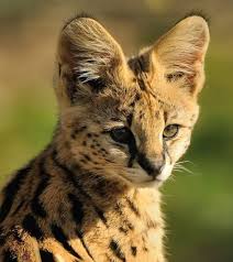 The serval (leptailurus serval) is a wild cat native to africa. Serval Smaller Cheetah Dinoanimals Com
