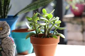 These are replaced with the growth of new leaves. How To Save A Dying Jade Plant Amaze Vege Garden
