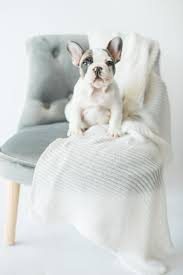 While french bulldog colors vary depending on the parents' genes, what these incredible dogs are most known for is their adorable and charming demeanor. Best French Bulldog Breeder Top Paw Frenchies