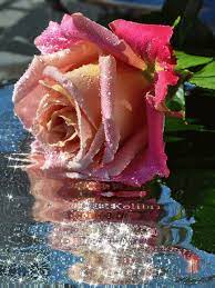 El Jardín de las rosas Hermosas | Красивые розы, Радужные розы, Гибридные чайные розы