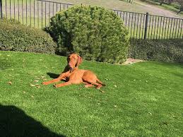 Dog Grass Runs Kennels Pet Turf