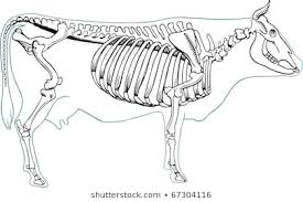 Cow Skeletal Diagram Wiring Diagrams