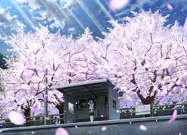 hd wallpaper cherry anime 4k
