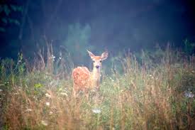 Become A Better Deer Hunter Deer Biology