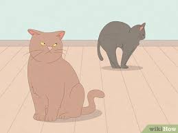 how get cat urine smell out of carpet
