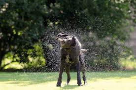 my dog run like crazy after a bath