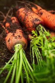 how and when to harvest carrots