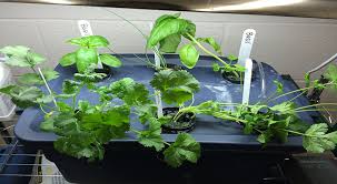 homegrown diy hydroponics for all