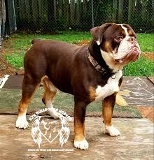 We have two fifteen month old, english bulldogs females available they are very cute well mannered,crate trained they are priced at two we have two liters of englishbulldog pups for sale. Home Page Rj S Bulldogge Heaven
