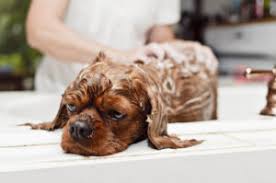 what causes wet dog smell and how can