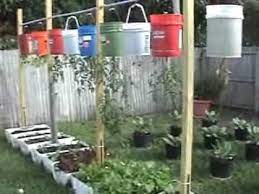growing tomatoes growing vegetables