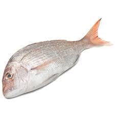 Huge collection, amazing choice, 100+ million high quality, affordable rf and rm images. White Snapper Fish For Restaurant Packaging Type Thermocol Box Rs 400 Kilogram Id 14904629891
