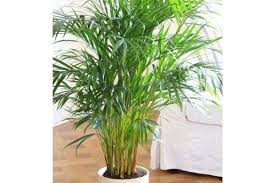 It isn't going to be troubled in the least by having your cat around, and even if they like to play with the appealingly draped palm fronds, your cat wont do too much damage to the plant. 25 Gorgeous Houseplants That Are Safe For Cats And Dogs Aspca Approved