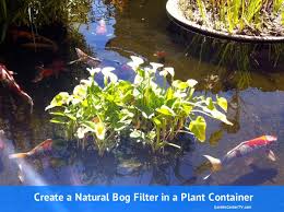How To Make A Bog Filter For Small Pond