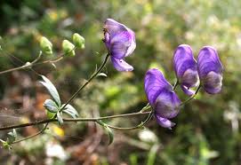 Aconitum variegatum - Wikipedia