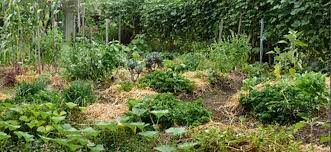 Small Space Intensive Food Garden