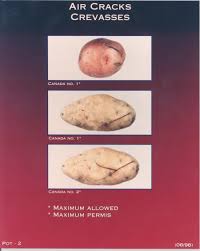 7 External Defects Archived Potatoes Food Canadian