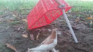diy easy pigeon trap using basket and