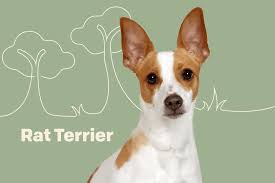 rat terrier dog breed information