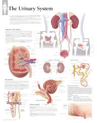 The Urinary System Chart