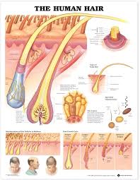 Human Hair Anatomical Chart 9942