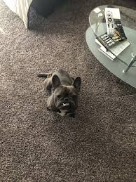Contact frenchie bulldog puppies in oregon on messenger. French Bulldogs For Sale In Iowa Petfinder