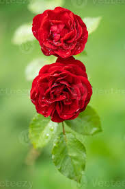 beautiful red rose with water droplets