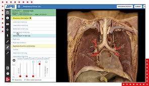 anatomy physiology revealed mcgraw