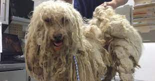 matted dog fur a message from your