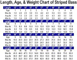 Length Age Weight Chart Striped Bass Main Forum