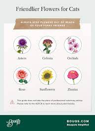 List Of Non Toxic Flowers May Be Safe