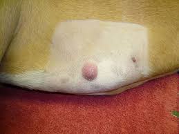 your pup from getting skin cancer