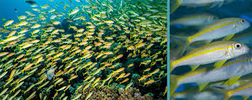 Dive Fiji Marine Life Dive Magazine