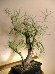 My curly willow and i enjoyed a happy labor day this year! Bonsai Tree Australian Willow Tree Cutting Nice Thick Etsy