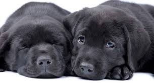 Get a boxer, husky, german beautiful chocolate lab/german shepherd puppies offered from our time kennels. Black Lab A Complete Guide To The Black Labrador Retriever