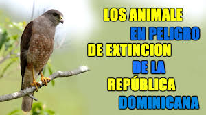 Resultado de imagen para animales nativos de republica dominicana en peligro de extincion