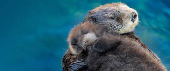 Image result for monterey bay aquarium