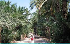 Elche 2020/2021 fikstürü, iddaa, maç sonuçları, maç istatistikleri, futbolcu kadrosu, haberleri, transfer haberleri. The Palm Grove Of Elche A Unesco World Heritage Site