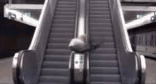 escalator funny gif escalator funny